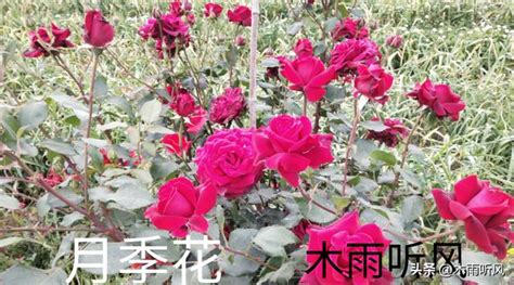 月季花好種嗎